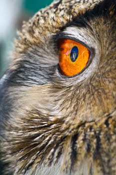 An owl perches in the evening, its eye glowing in the sun like the surface of the sun itself.