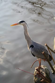 A Heron waits patiently by the water&#039 s edge on a warm summer evening, waiting for the first signs of movement in the water below.