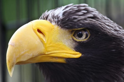The striking gaze of an Eagle in a warm summer morning in Europe.
