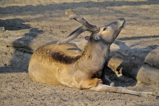Reindeer basking