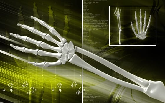 Digital illustration of hand bone in colour background