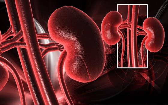 Digital illustration of kidney in colour background