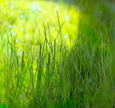 Grasses in the sunlight