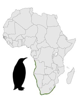 African Penguin