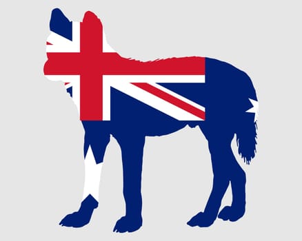 Dingo Australia