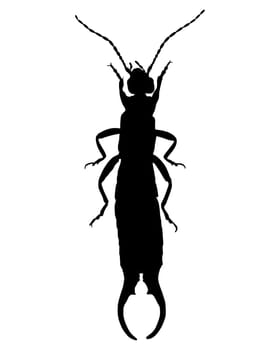 Catchy Silhouette