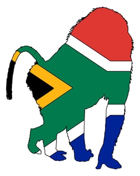 Baboon South Africa