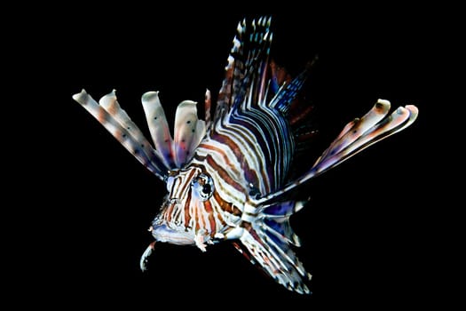 Lionfish