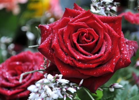 red rose