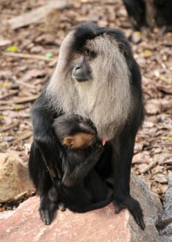 Bearded monkey with offspring