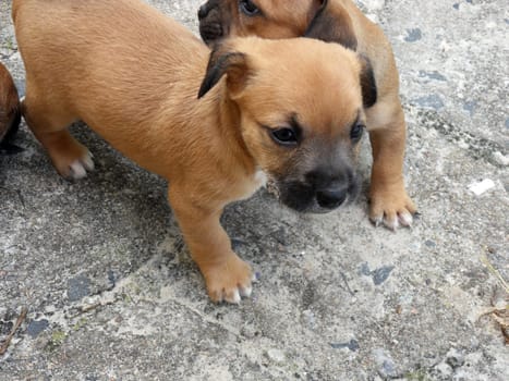 Puppies in the game