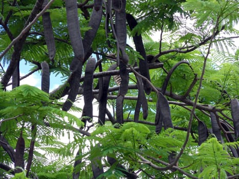 Carob tree in Brazil