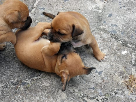 Puppies in the game