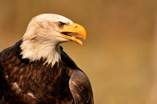 bald eagle