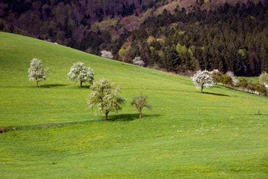 Black Forest Meadows