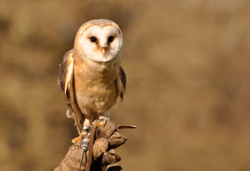 Barn owl