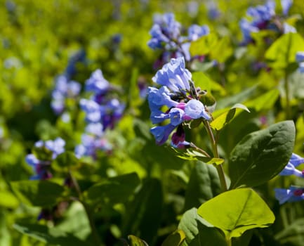 Fresh wild bluebells in a forest in the spring as the blooms start to blossom