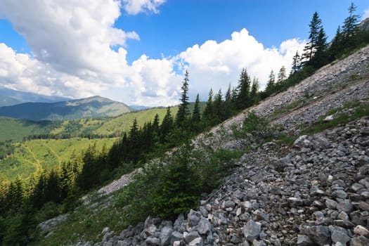 few trees growing on a mountain slope
