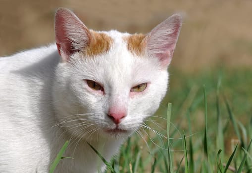 white cat