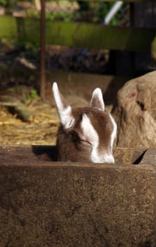 Domestic goat