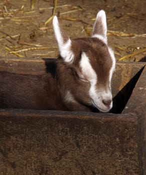 Domestic goat