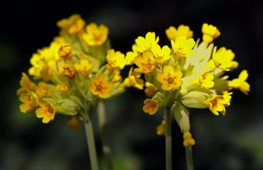 Cowslip (Primula veris,syn.: Primula officinali)