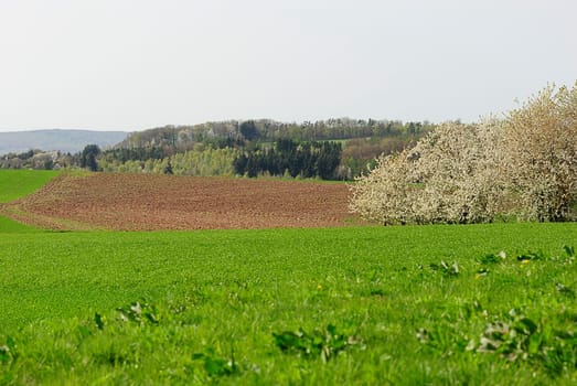 Frühlingssacker