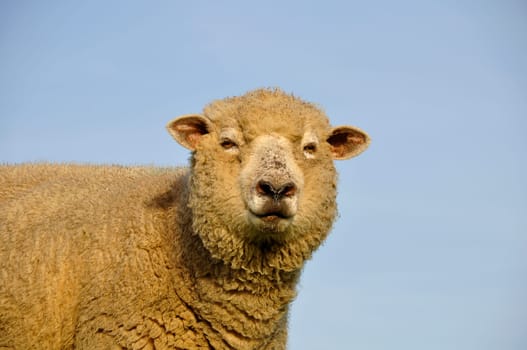 Sheep