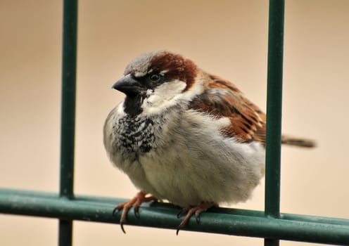 Sparrow