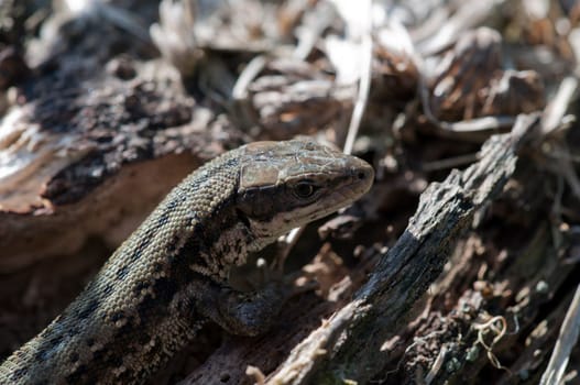 Wood lizard - Zootoca vivipara - Lizard sunbathing