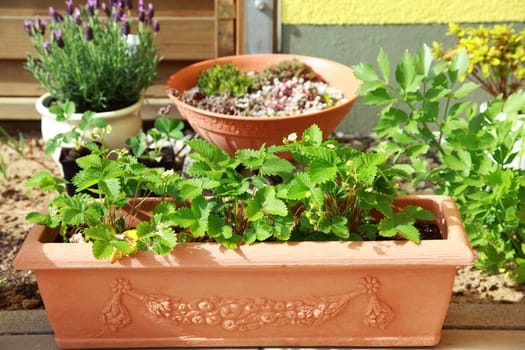 Small herb and flower garden built on terrace or roof