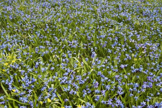 Field of flowers