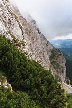 a pine forest on a mountain slope