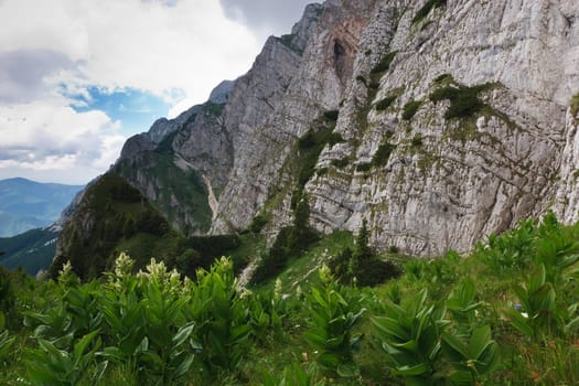 few green plants near a mountain slope
