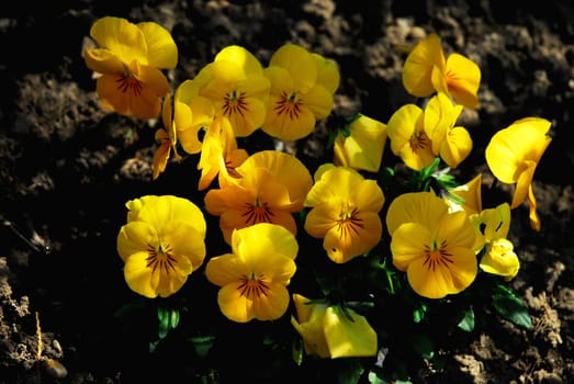 Spring Flowers