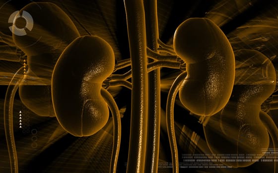 Digital illustration of kidney in colour background