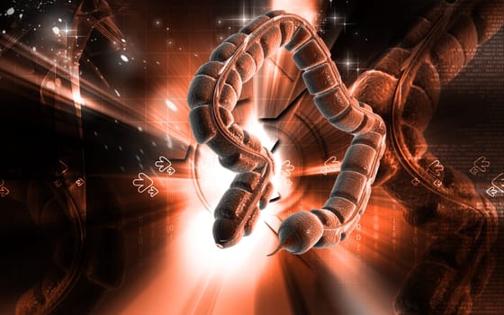 Digital illustration of large intestine in colour background