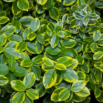 Background Leaves