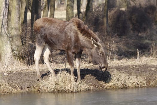 Elk