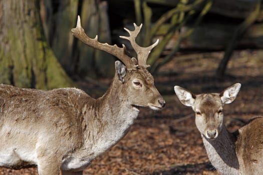Fallow deer