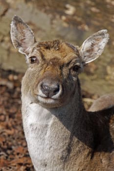 Fallow deer