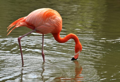 Flamingo in the lake