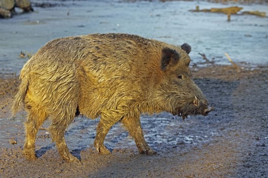 Wild boar