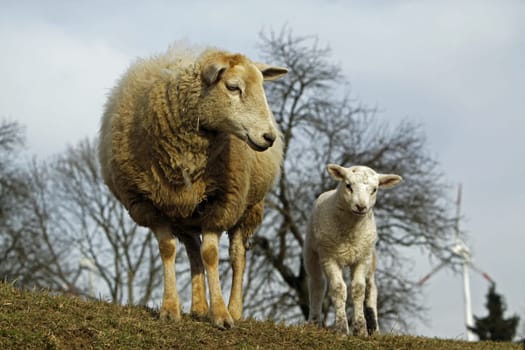 Sheep with lamb