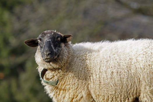 Sheep in a pasture