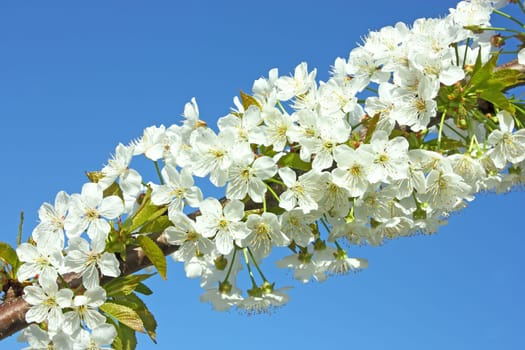 White pear flowers in the spring time