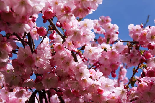 Cherry,Blossoms,Japanese
