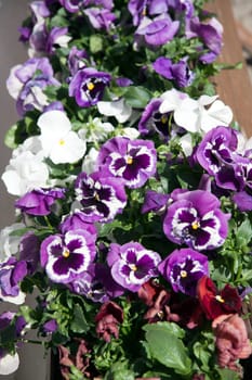 Wildflowers