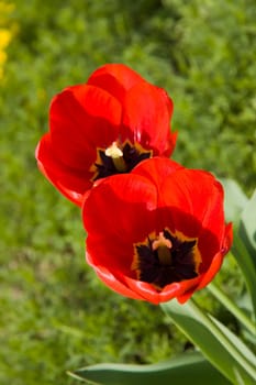 Tulips in spring