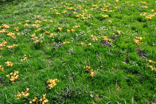 Wildflowers